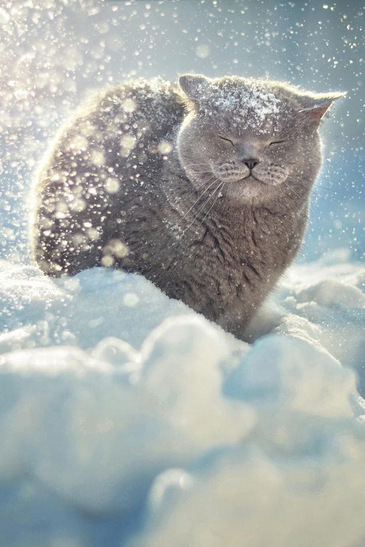 winter cat cute