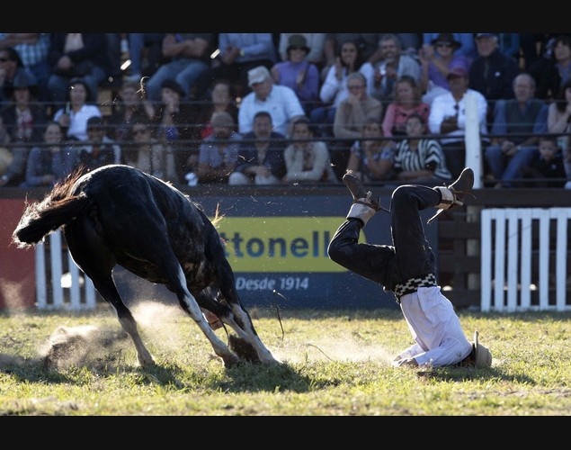 A gaucho falls from a wild horse