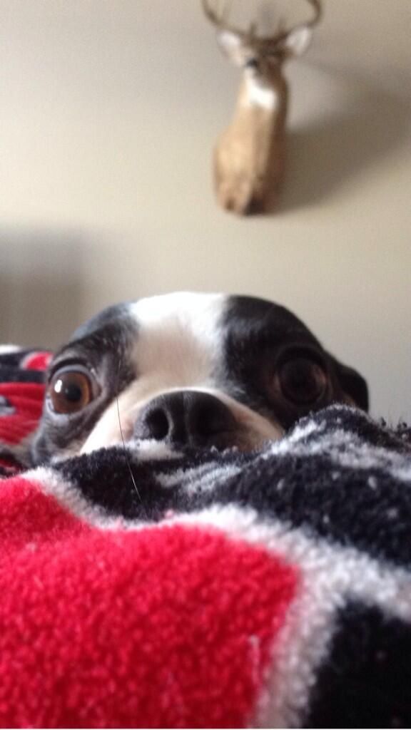 Boston Terrier cute eyes