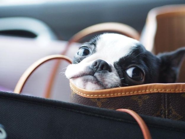 Boston Terrier eyes listen
