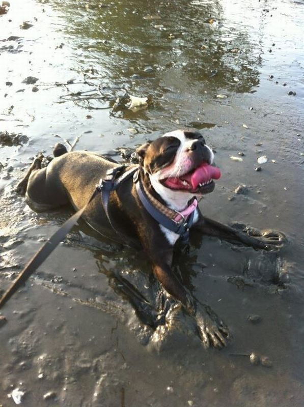 Boston Terrier playing mud