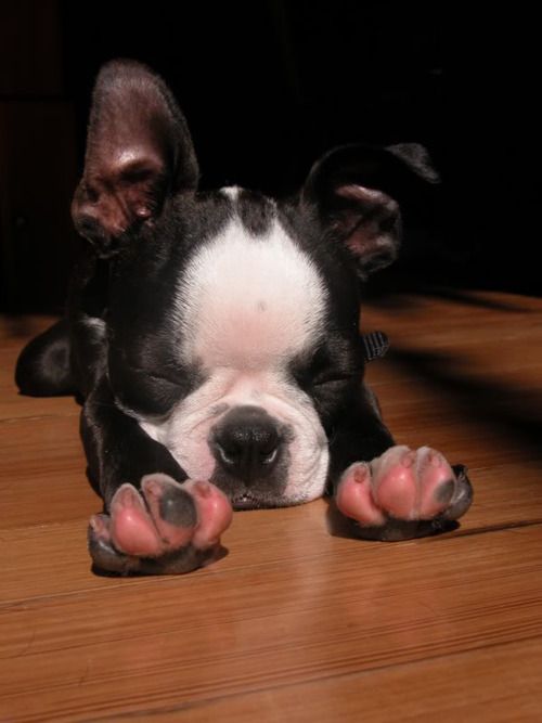 Boston Terrier sleeping