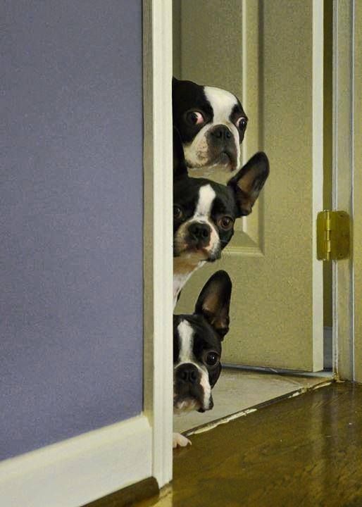 Boston Terriers funny pics