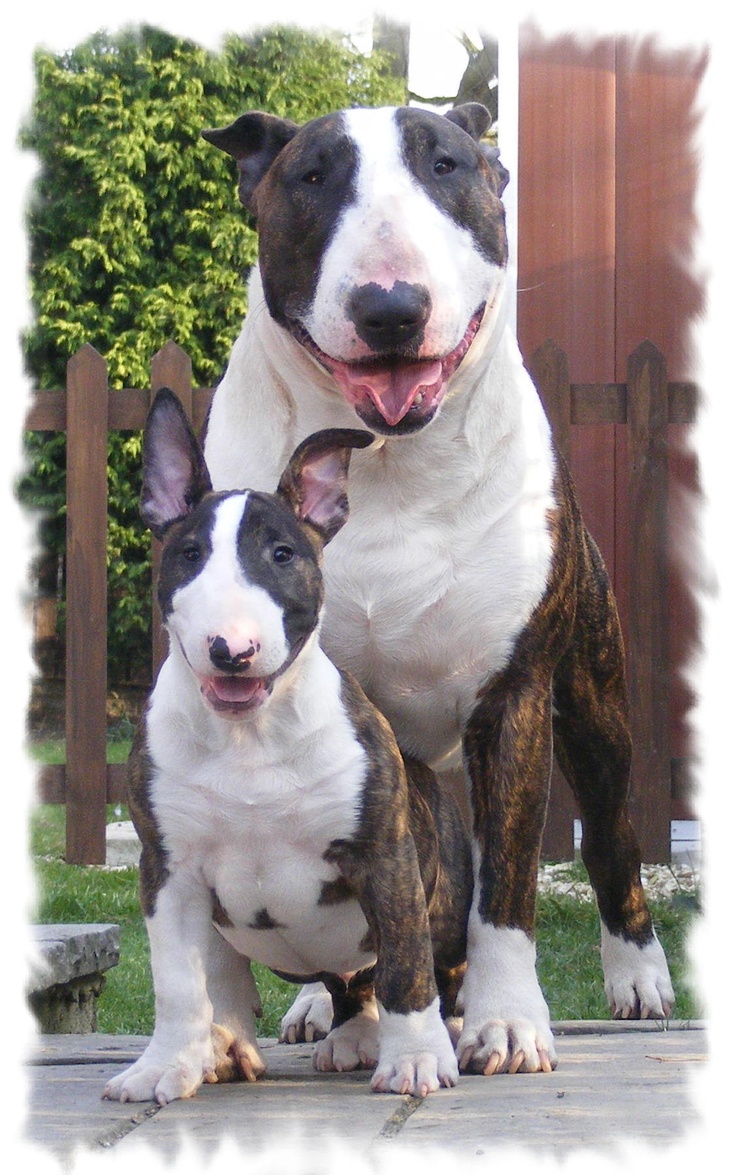 Bull Terriers protect
