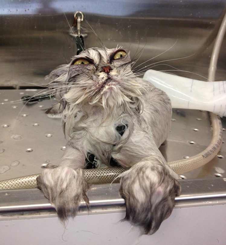 Cat Bath
