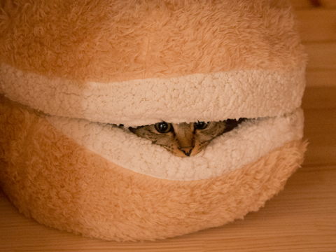 Cat Burger-2