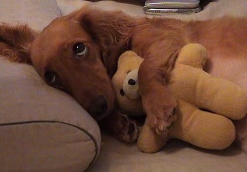 Dachshund and toy