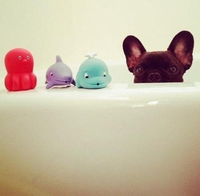 French Bulldog funny pics