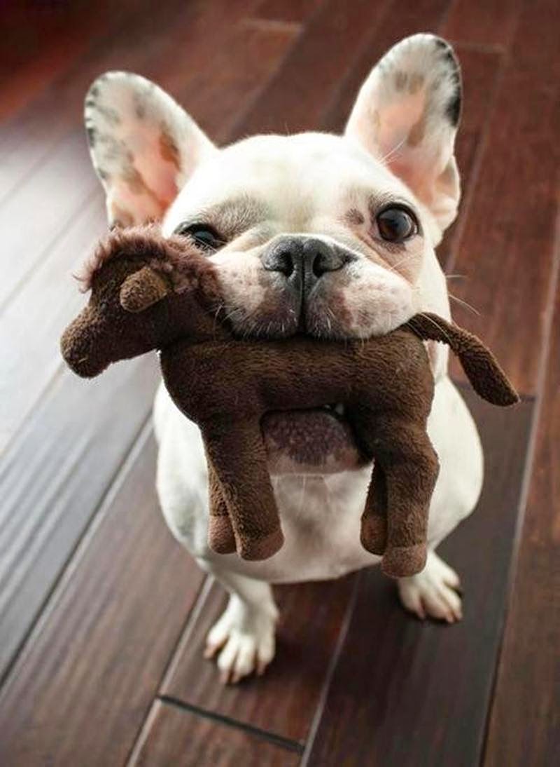 French Bulldog playing