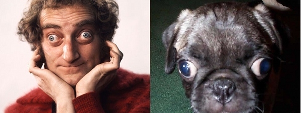 Marty Feldman and pug