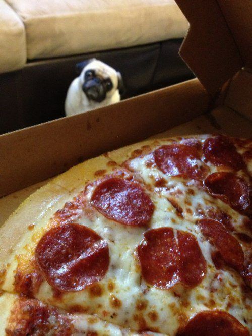 Pizza Pug