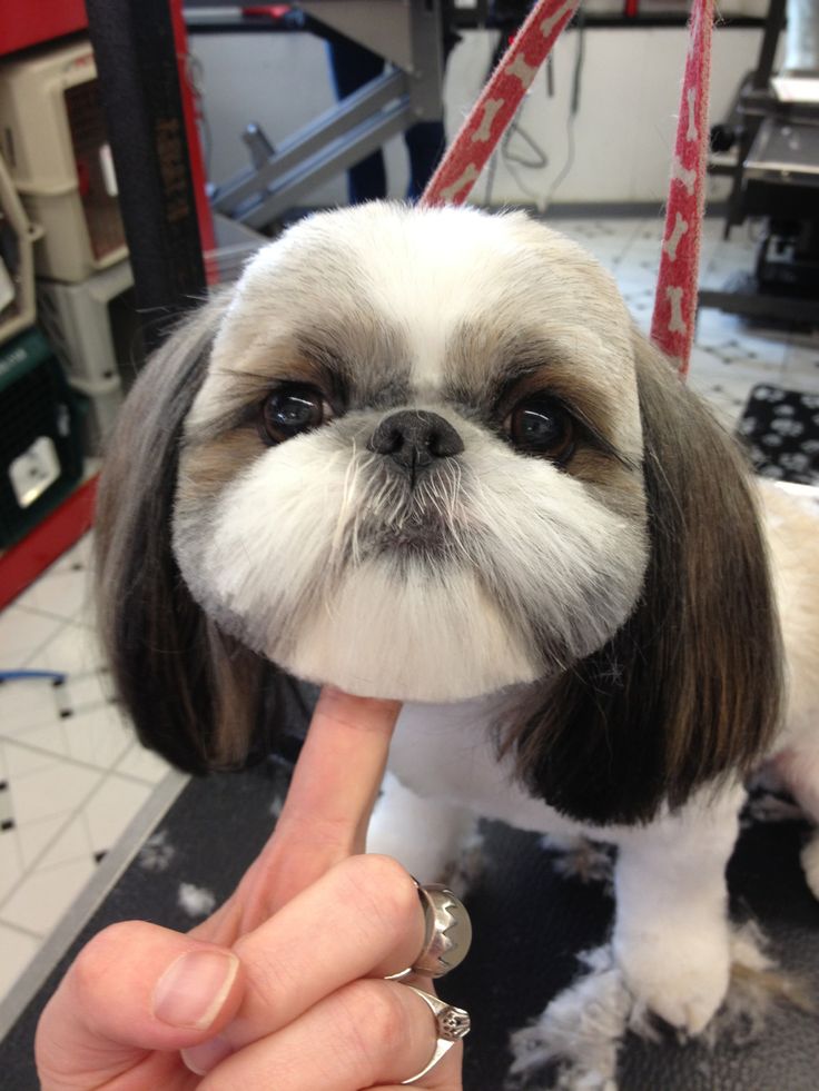 15 Things You Didn t Know About Shih Tzus QUIZ 