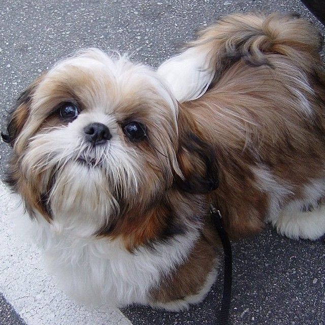 How tall is the average Shih Tzu?