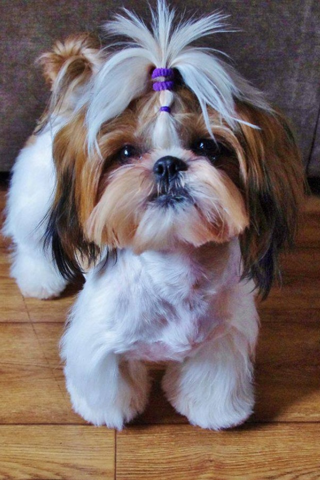 How much does the average Shih Tzu weigh?