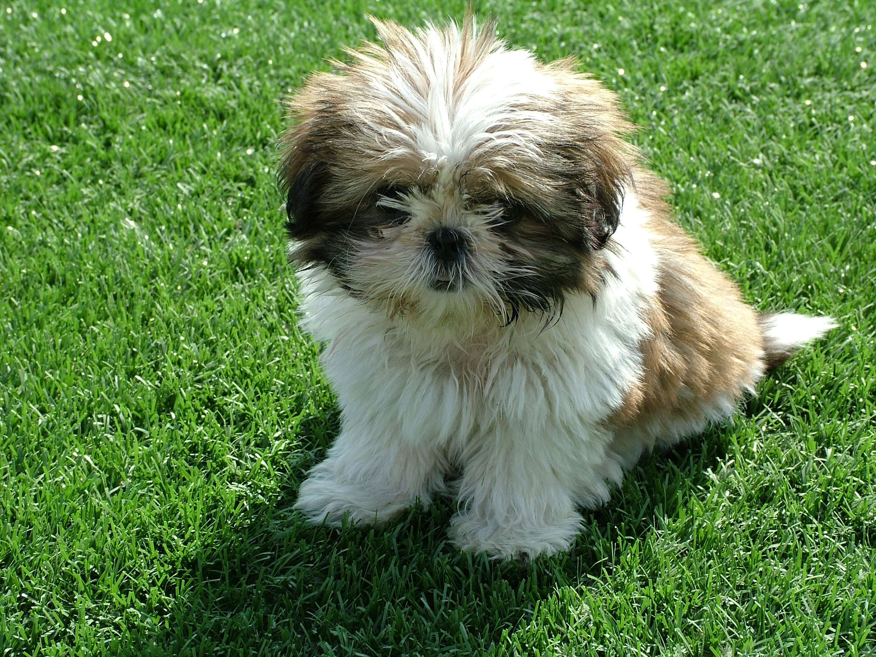 15 Things You Didn t Know About Shih Tzus QUIZ 15 Things You Didn t Know About Shih Tzus QUIZ
