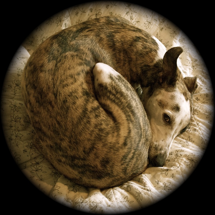 12 Reasons Whippets Are The Absolute Worst 4 Whippet sleep funny