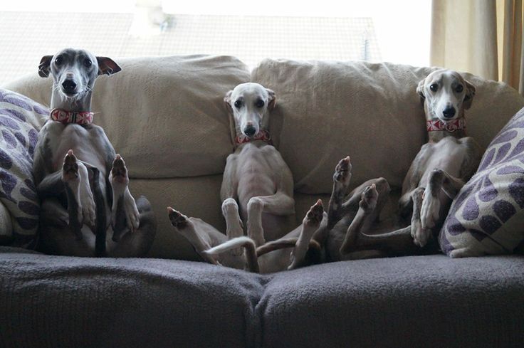 12 Reasons Whippets Are The Absolute Worst 9 Whippets sitting funny