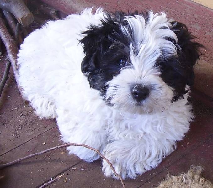 awesome malshi dog