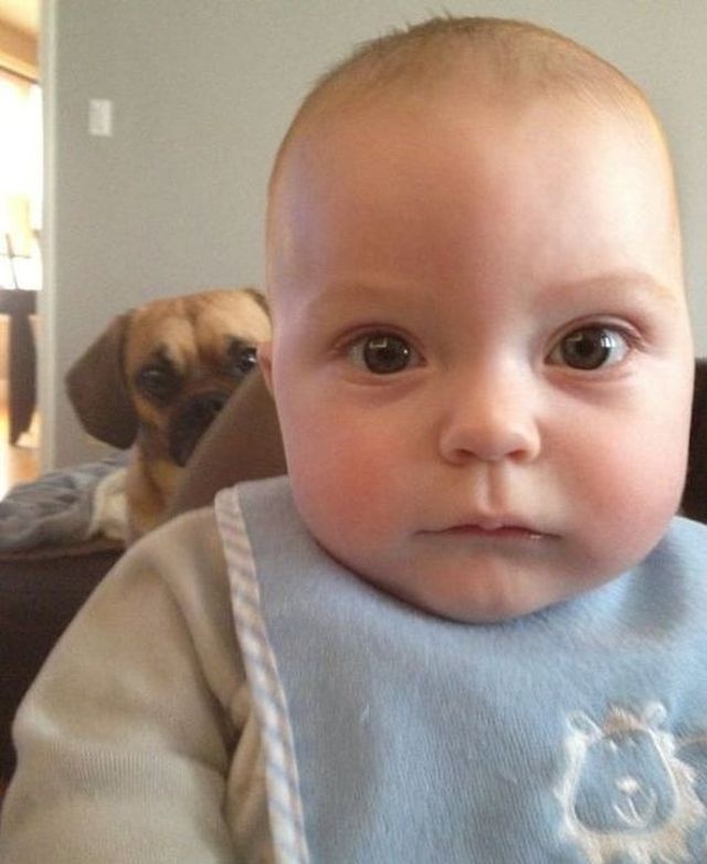 baby and pug photo