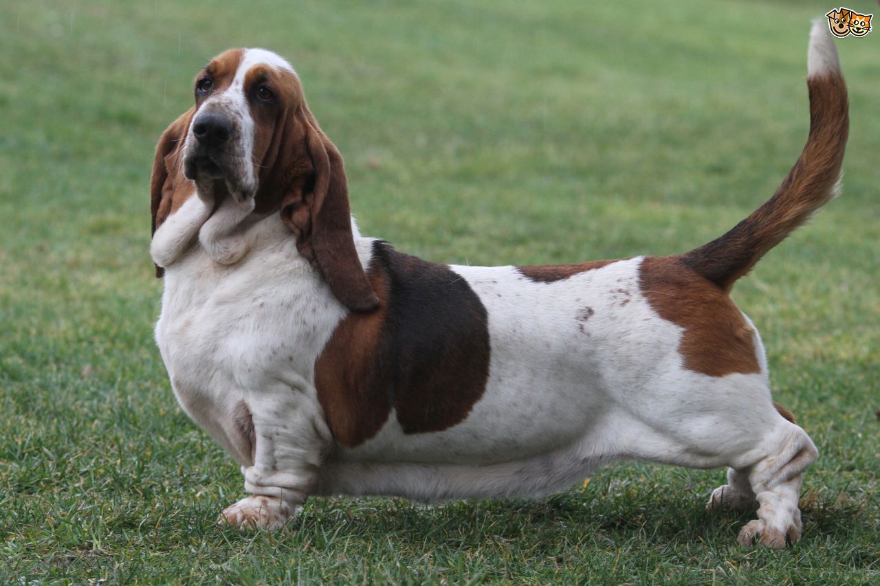 When was the basset hound first registered by the AKC?