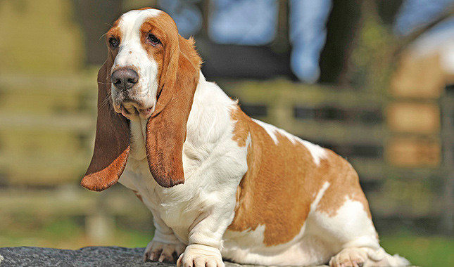 Which American president was given a pair of Basset Hounds by the famous French aristocrat Lafayette?