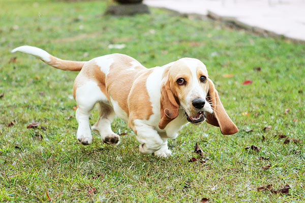 Which of the following best describes the Basset Hound?