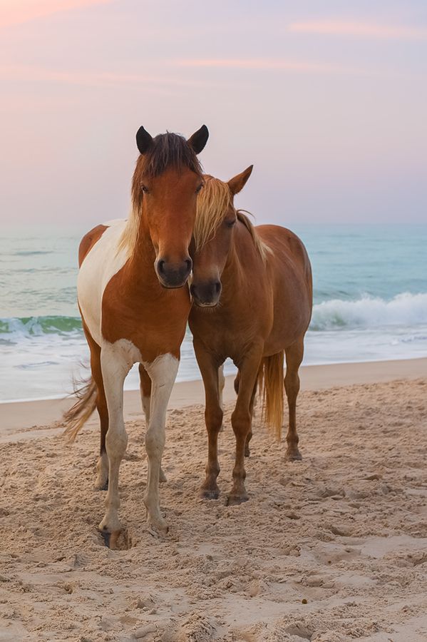 beautiful horses beach