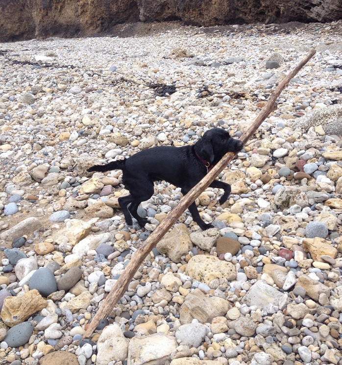 black labrador with big stick