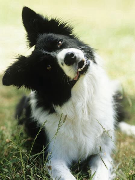 Border Collies have almost no endurance.
