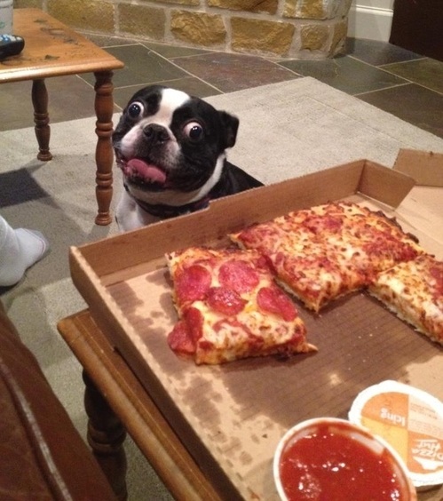 6 Problems Only Boston Terrier Owners Will Understand 1 boston terrier and pizza