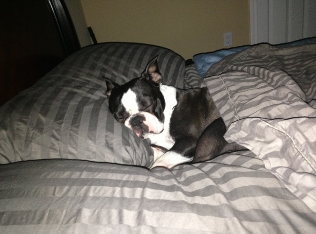 6 Problems Only Boston Terrier Owners Will Understand 6 boston terrier in bed