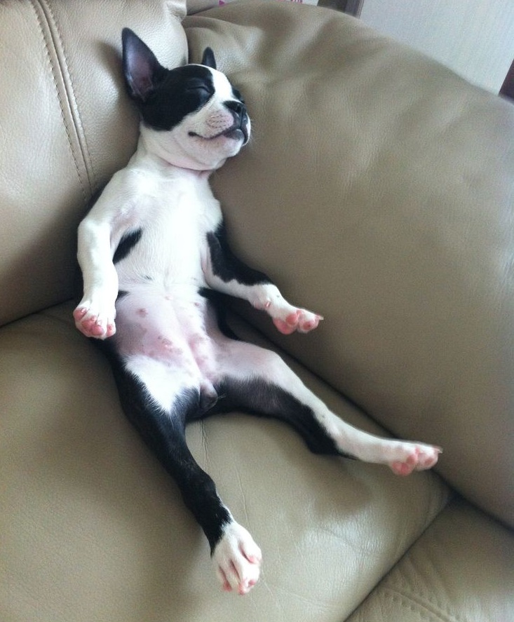 6 Problems Only Boston Terrier Owners Will Understand 5 boston terrier sleeping position