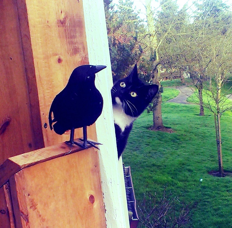 cat and fake raven