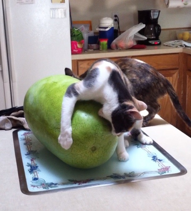 cat and watermelon