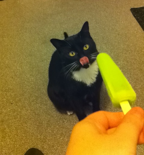 cat likes popsicles