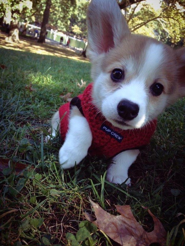 corgi listen