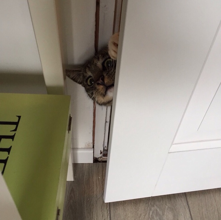 curious cat door