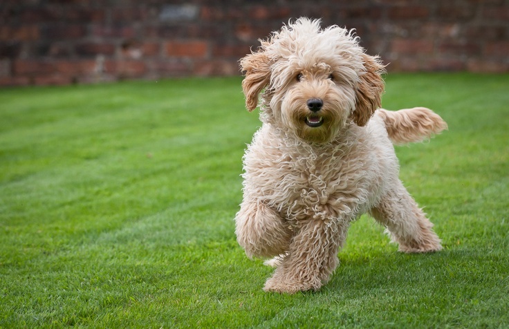 12 Reasons Why You Should Never Own Cockapoos 9 curious dog