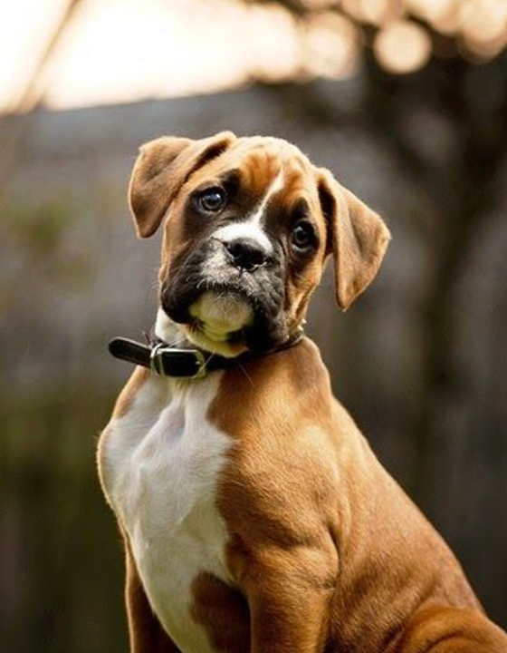 boxers bred to be fire dogs