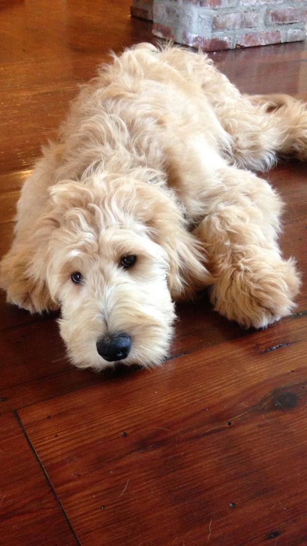 12 Reasons Why You Should Never Own Labradoodles
