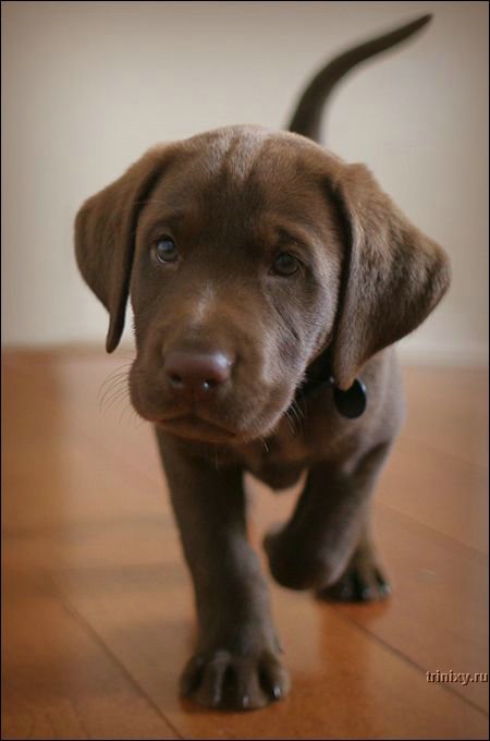 To people who purchase one for a family pet, what is usually regarded as the Labrador retriever's best feature?