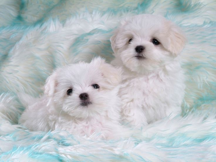 cute malshis puppies
