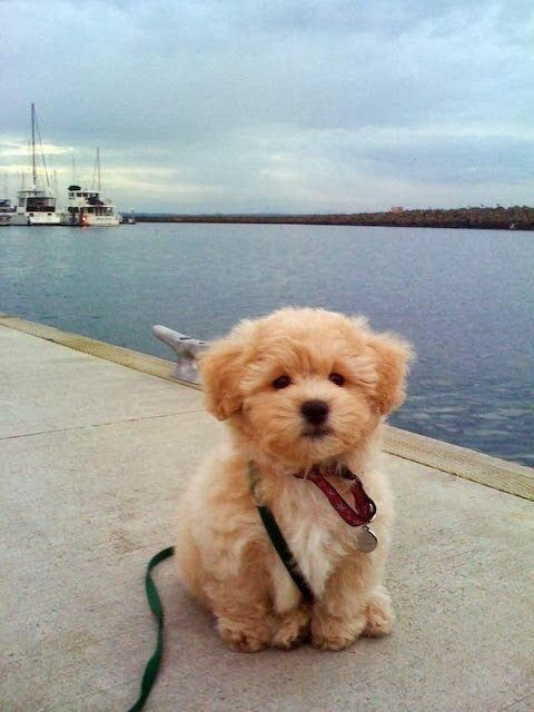 cute puppy dog photography
