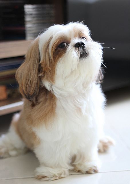 cute sitting pics dog