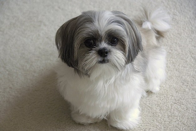 cute tzu face eyes