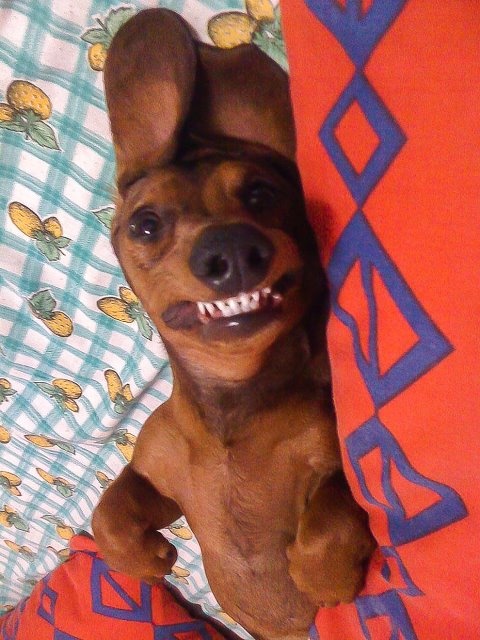 dachshund funny face