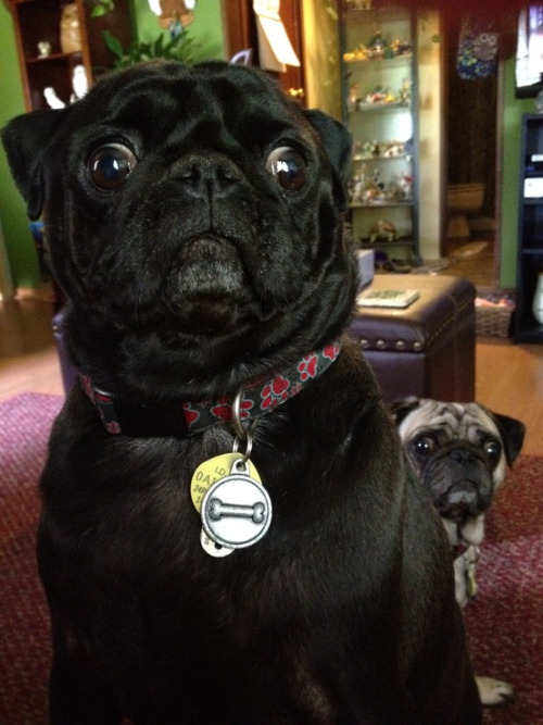 dogs pugs funny photobomb