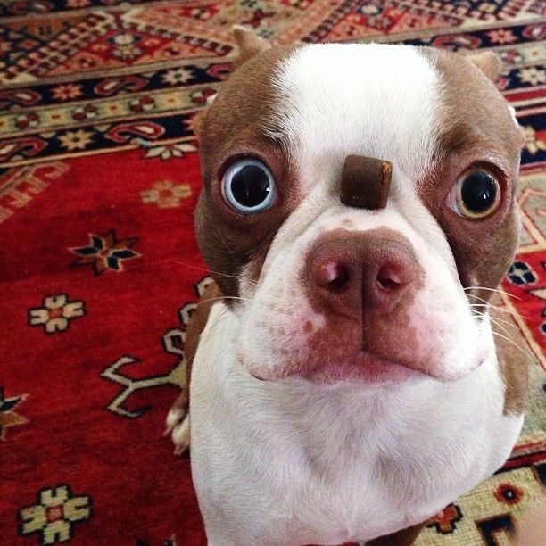 funny Boston Terrier