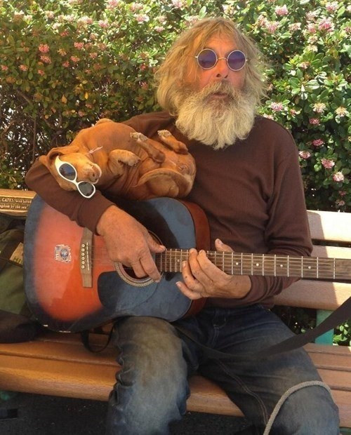 funny dachshund and guitar man