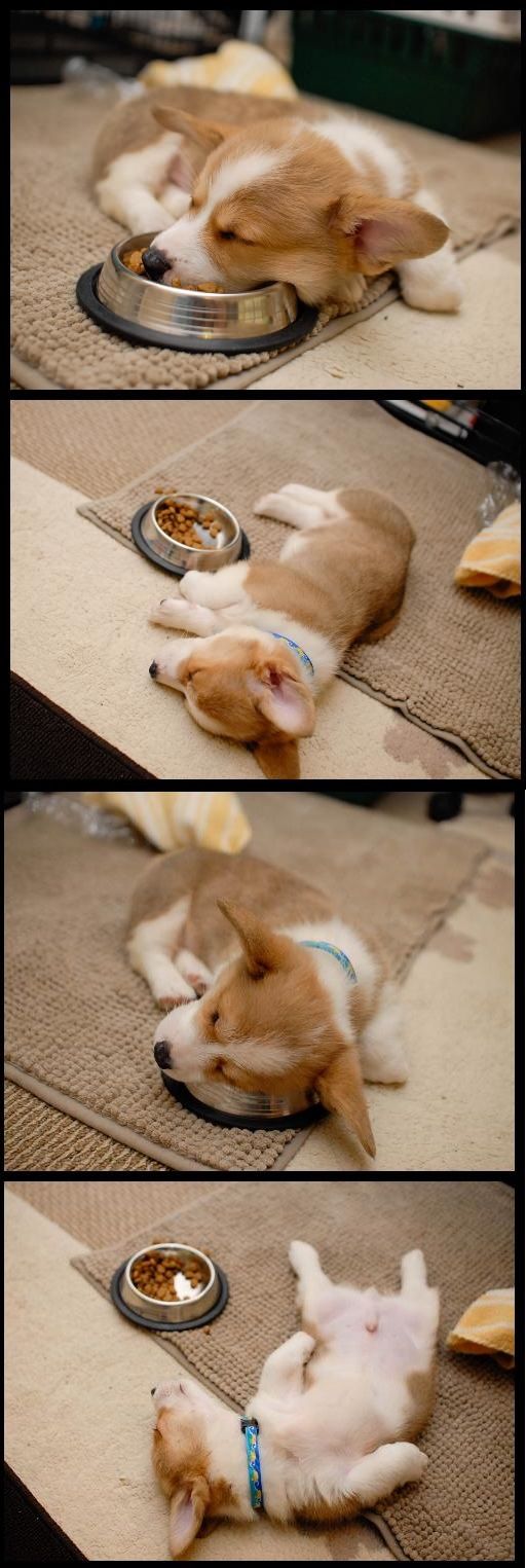 funny dog corgi